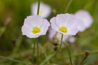 Baldellia ranunculoides