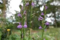 Lobelia urens