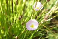 Baldellia ranunculoides