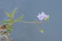 Veronica scutellata