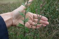 Artemisia vulgaris