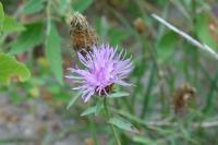 Centaurea jacea grp.