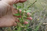 Chenopodium album
