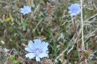 Cichorium intybus