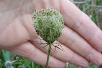 Daucus carota