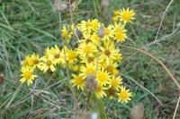 Jacobaea vulgaris