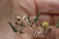 Lactuca serriola