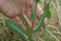 Lactuca serriola