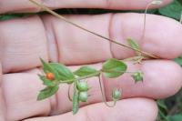 Lysimachia arvensis