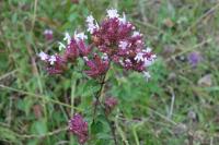 Origanum vulgare