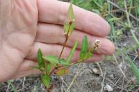 Persicaria maculosa
