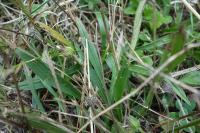 Plantago lanceolata