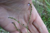 Verbena officinalis