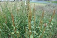 Amaranthus hybridus