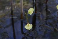 Utricularia bremii