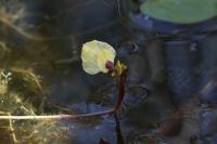 Utricularia bremii