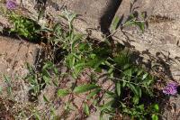 Buddleja davidii