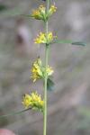 Solidago virgaurea