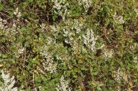 Fallopia baldschuanica