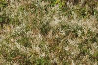 Fallopia baldschuanica