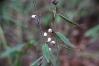 Aegonychon purpurocaeruleum