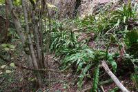 Asplenium scolopendrium