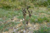 Blackstonia perfoliata