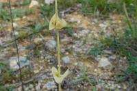 Blackstonia perfoliata