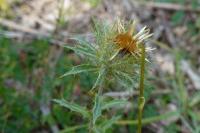 Carlina vulgaris