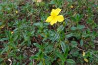 Helianthemum nummularium