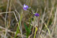 Polygala vulgaris