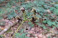 Sanicula europaea