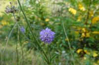 Succisa pratensis