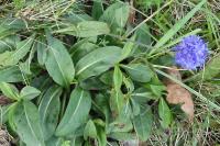 Succisa pratensis