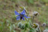 Borago officinalis