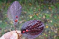 Cornus sanguinea