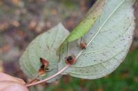 Cornus sanguinea