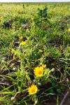 Calendula arvensis