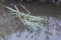 Glyceria fluitans