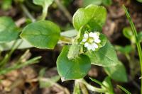 Stellaria media