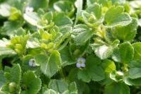 Veronica hederifolia