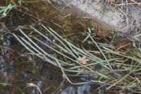 Glyceria fluitans