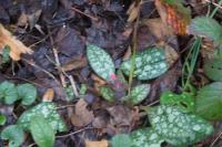 Pulmonaria longifolia