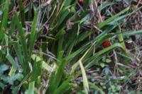 Iris foetidissima