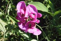 Lathyrus latifolius