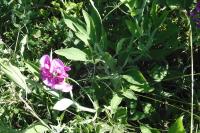 Lathyrus latifolius