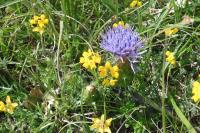 Carthamus mitissimus