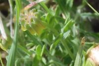 Coronilla minima