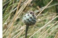 Centaurea scabiosa
