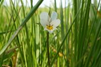 Viola arvensis